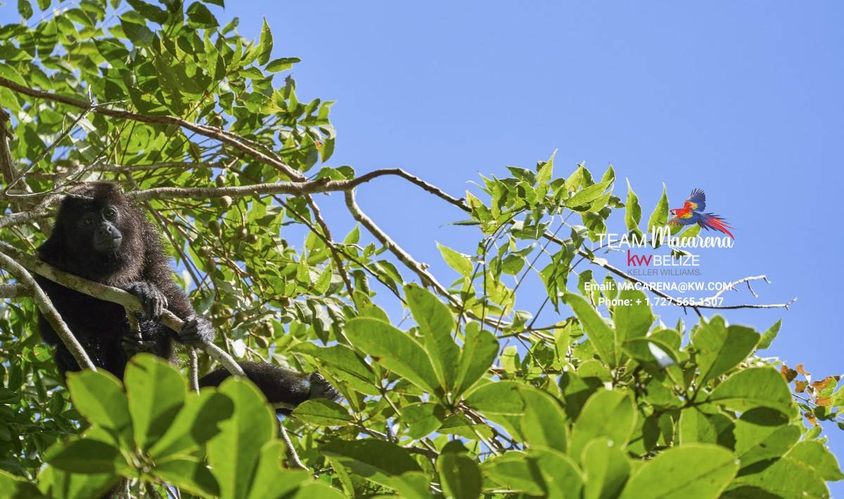 6,900-Acre Belize Investment Opportunity