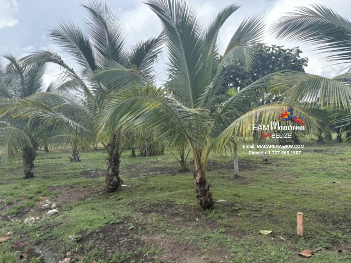 Affordable Lots for Sale in Valley of Peace12 Affordable Lots for Sale in Valley of Peace