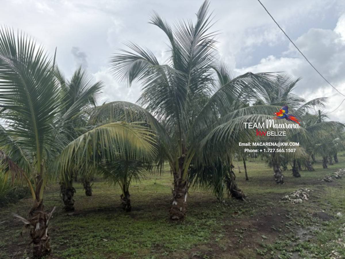 Affordable Lots for Sale in Valley of Peace8 Affordable Lots for Sale in Valley of Peace